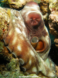Octopus by Hisham Elshafie 